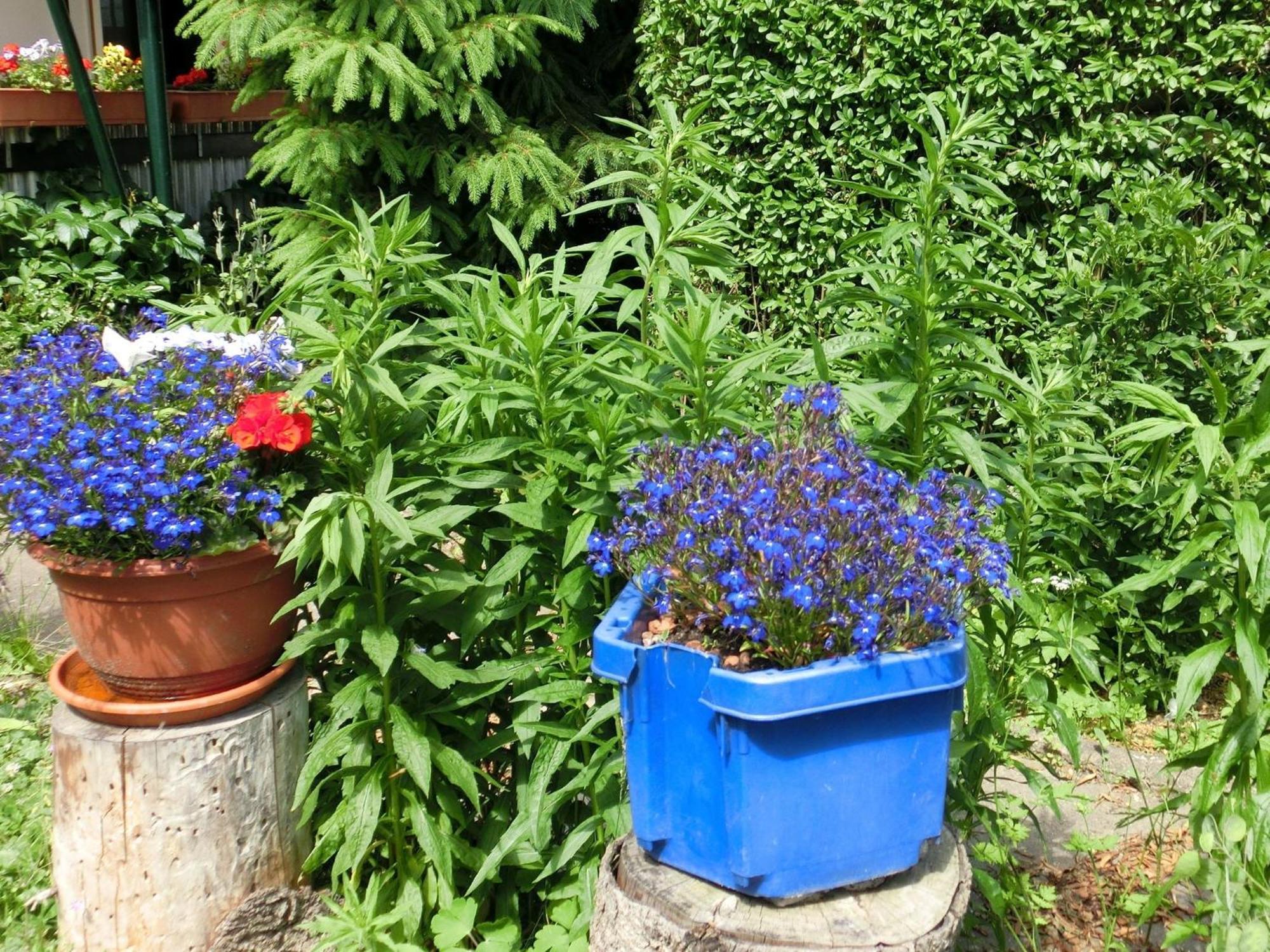 Holiday Home In Cattenstedt Harz With Garden Bagian luar foto